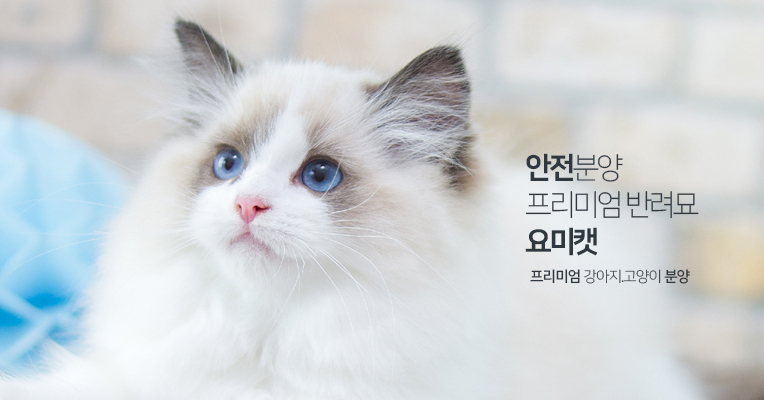 셀커크렉스 - 요미캣